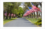 United States of America Flags Lining Tree Lined Road by Anonymous