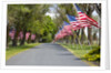 United States of America Flags Lining Tree Lined Road by Anonymous