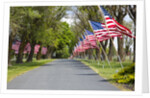 United States of America Flags Lining Tree Lined Road by Anonymous