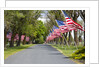 United States of America Flags Lining Tree Lined Road by Anonymous