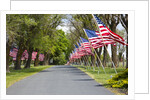 United States of America Flags Lining Tree Lined Road by Anonymous
