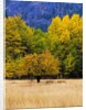 Autumn Aspen Trees in Color by Anonymous