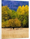 Autumn Aspen Trees in Color by Anonymous