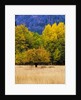 Autumn Aspen Trees in Color by Anonymous