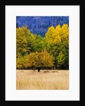Autumn Aspen Trees in Color by Anonymous