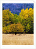 Autumn Aspen Trees in Color by Anonymous