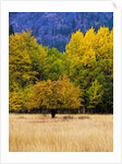 Autumn Aspen Trees in Color by Anonymous