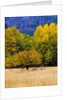 Autumn Aspen Trees in Color by Anonymous