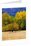 Autumn Aspen Trees in Color by Anonymous