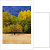 Autumn Aspen Trees in Color by Anonymous