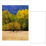 Autumn Aspen Trees in Color by Anonymous