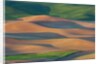 Spring Rolling Hills of Wheat and Fallow fields by Anonymous