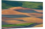 Spring Rolling Hills of Wheat and Fallow fields by Anonymous