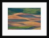 Spring Rolling Hills of Wheat and Fallow fields by Anonymous