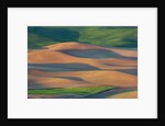 Spring Rolling Hills of Wheat and Fallow fields by Anonymous