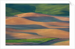 Spring Rolling Hills of Wheat and Fallow fields by Anonymous