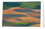 Spring Rolling Hills of Wheat and Fallow fields by Anonymous
