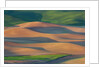 Spring Rolling Hills of Wheat and Fallow fields by Anonymous