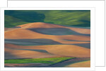 Spring Rolling Hills of Wheat and Fallow fields by Anonymous