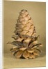 Ponderosa pine cone by Anonymous