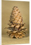 Ponderosa pine cone by Anonymous