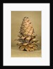 Ponderosa pine cone by Anonymous