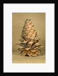 Ponderosa pine cone by Anonymous