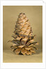 Ponderosa pine cone by Anonymous