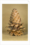 Ponderosa pine cone by Anonymous