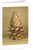 Ponderosa pine cone by Anonymous