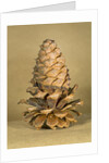 Ponderosa pine cone by Anonymous