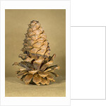 Ponderosa pine cone by Anonymous