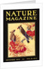 Nature Magazine Cover, Birds by Anonymous