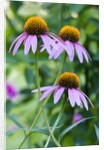 Purple coneflower by Anonymous