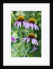 Purple coneflower by Anonymous