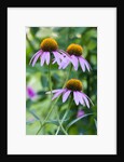 Purple coneflower by Anonymous