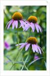 Purple coneflower by Anonymous