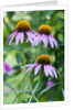 Purple coneflower by Anonymous