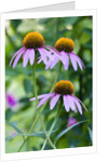 Purple coneflower by Anonymous