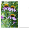 Purple coneflower by Anonymous