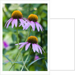 Purple coneflower by Anonymous