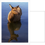 Cow elk, Yellowstone Naational Park, Wyoming. USA. by Anonymous