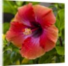 Close-up of Hibiscus flower by Anonymous