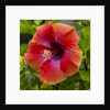 Close-up of Hibiscus flower by Anonymous