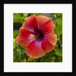 Close-up of Hibiscus flower by Anonymous
