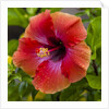 Close-up of Hibiscus flower by Anonymous
