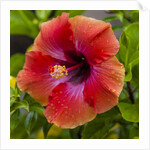 Close-up of Hibiscus flower by Anonymous