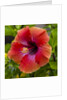 Close-up of Hibiscus flower by Anonymous