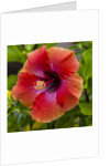 Close-up of Hibiscus flower by Anonymous