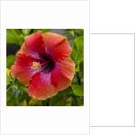 Close-up of Hibiscus flower by Anonymous